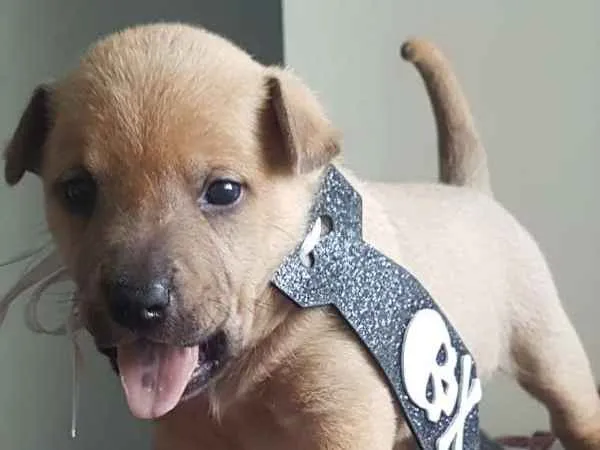 Cachorro ra a  idade Abaixo de 2 meses nome Filhotinhos