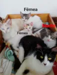 Gatinhos