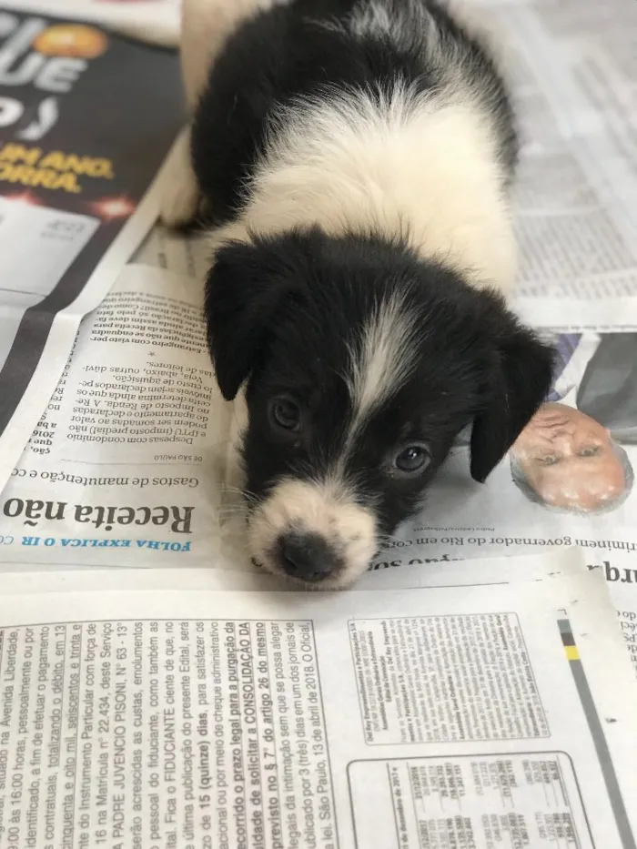 Cachorro ra a SRD idade  nome Filhotes da Bellinha