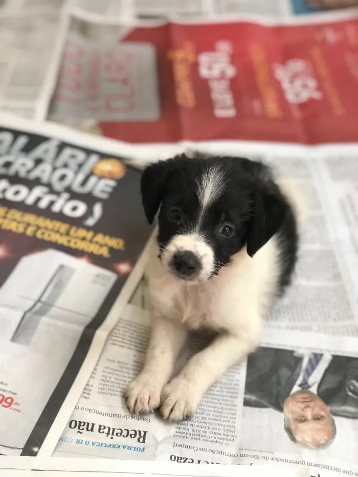 Cachorro ra a SRD idade  nome Filhotes da Bellinha