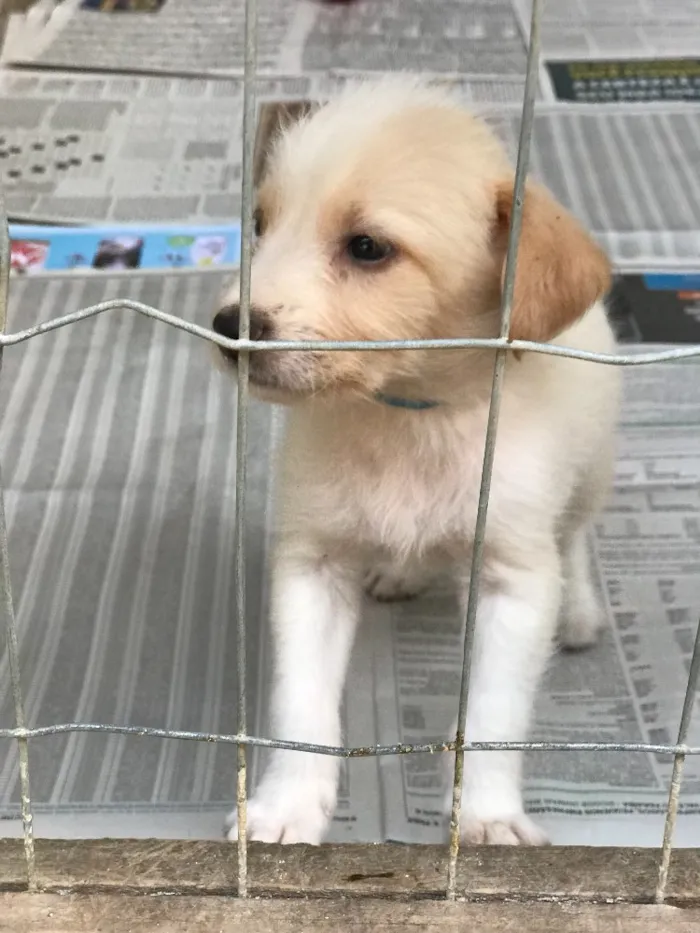 Cachorro ra a SRD idade  nome Filhotes da Bellinha