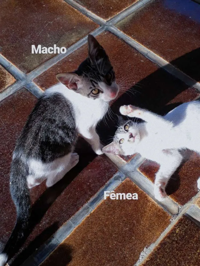 Gato ra a Sem raça idade 2 a 6 meses nome Gatinhos