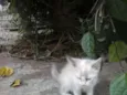 Filhotinhos Abandona