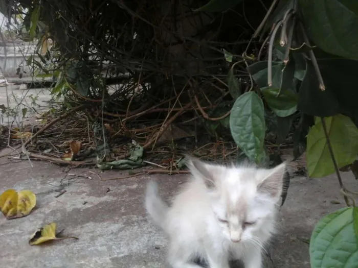 Gato raça Srd idade 2 a 6 meses nome Filhotinhos Abandona