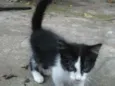 Filhotinhos Abandona