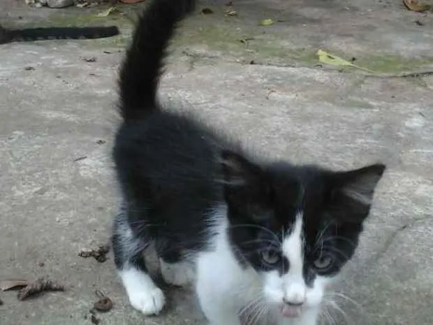 Gato raça Srd idade 2 a 6 meses nome Filhotinhos Abandona