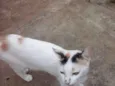 Filhotinhos Abandona