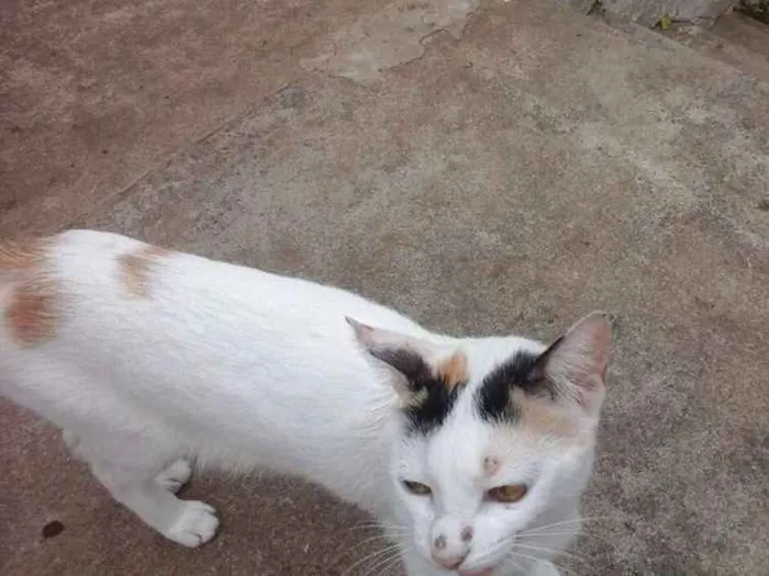 Gato raça Srd idade 2 a 6 meses nome Filhotinhos Abandona