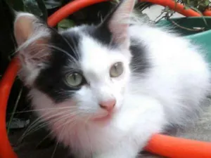 Gato raça Srd idade 2 a 6 meses nome Filhotinhos Abandona