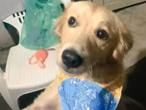 Cachorro raça SRD idade 1 ano nome Farofa