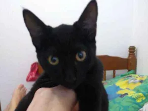 Gato raça Indefinido idade 2 a 6 meses nome Banguela