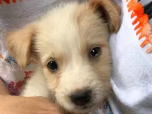 Cachorro raça SRD idade  nome Filhotes da Bellinha