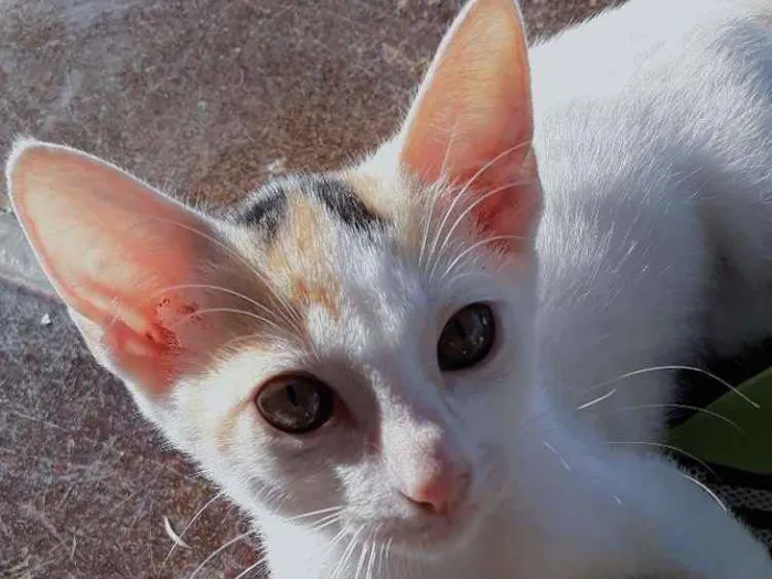 Gato ra a Sem raça idade 2 a 6 meses nome Gatinhos