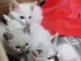 Filhotinho de Gatos