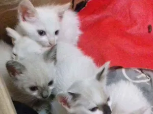 Gato raça normal idade 2 a 6 meses nome Filhotinho de Gatos