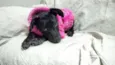 LUA