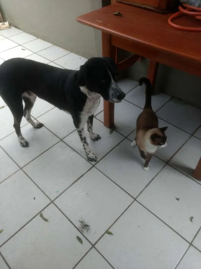 Cachorro raça SRD mistura dálmata com pastor idade 2 anos nome Pablo