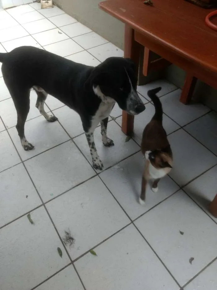 Cachorro raça SRD mistura dálmata com pastor idade 2 anos nome Pablo