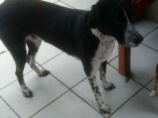 Cachorro raça SRD mistura dálmata com pastor idade 2 anos nome Pablo