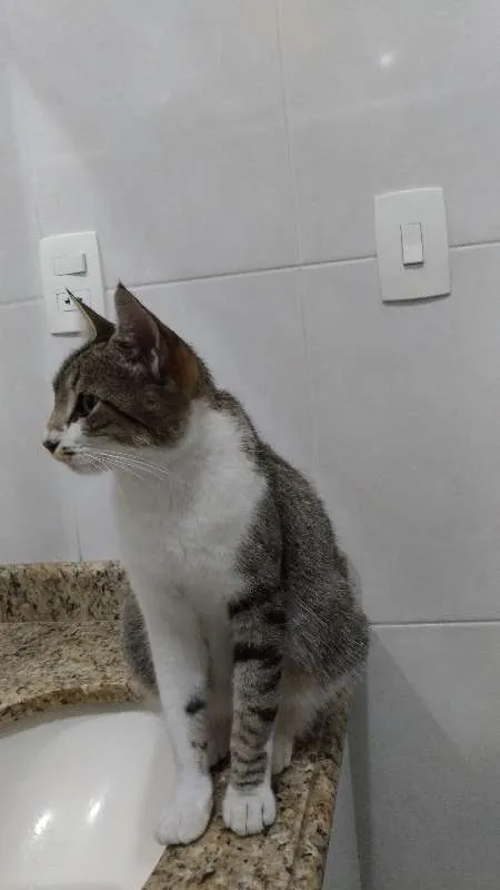 Gato ra a  idade  nome Sem nome