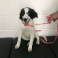 Bolinha