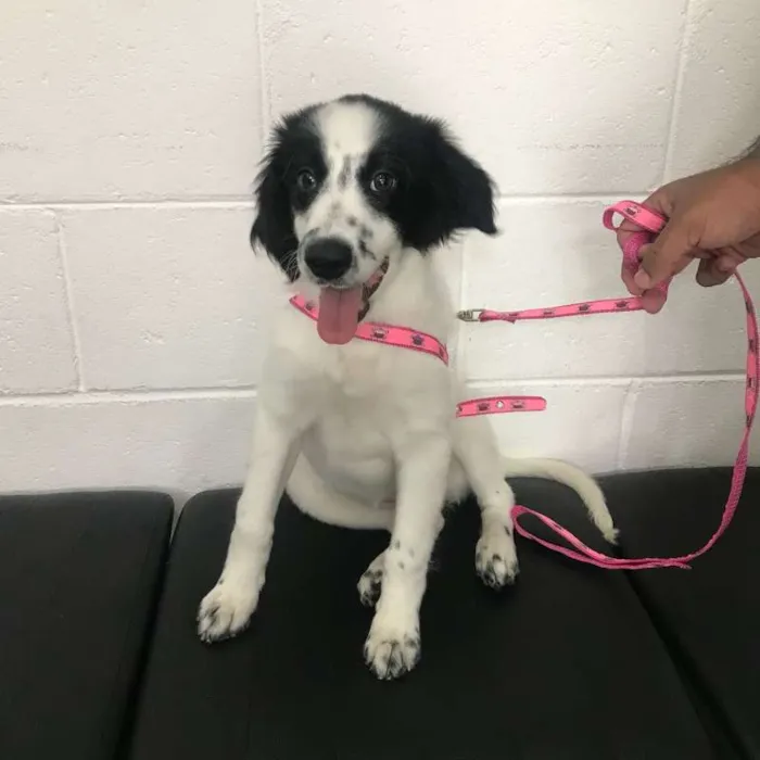 Cachorro ra a srd idade 2 a 6 meses nome Bolinha
