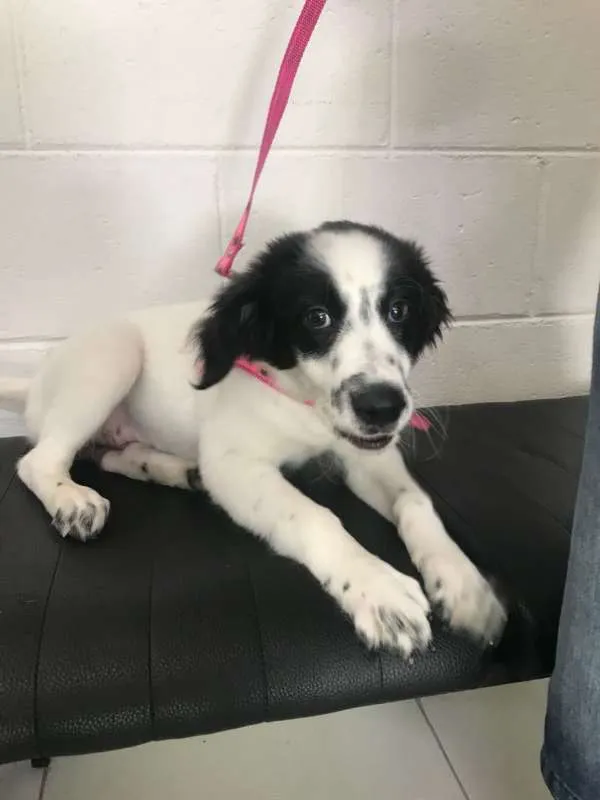 Cachorro ra a srd idade 2 a 6 meses nome Bolinha