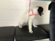 Bolinha