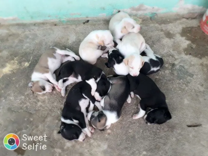 Cachorro ra a Dálmata com pe duro idade Abaixo de 2 meses nome Mel a mae