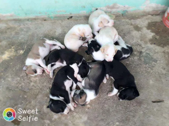 Cachorro ra a Dálmata com pe duro idade Abaixo de 2 meses nome Mel a mae