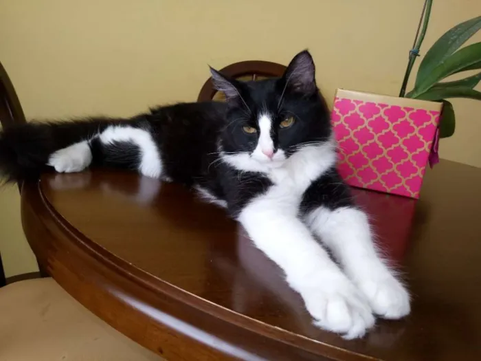 Gato ra a SRD idade 2 a 6 meses nome SAMUCA