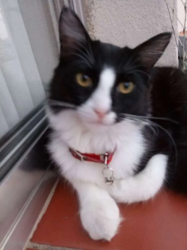 Gato ra a SRD idade 2 a 6 meses nome SAMUCA