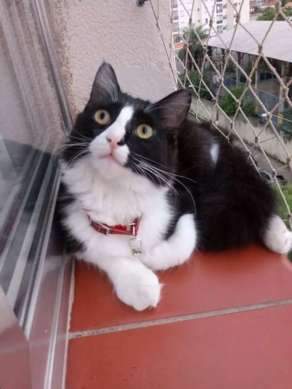 Gato ra a SRD idade 2 a 6 meses nome SAMUCA