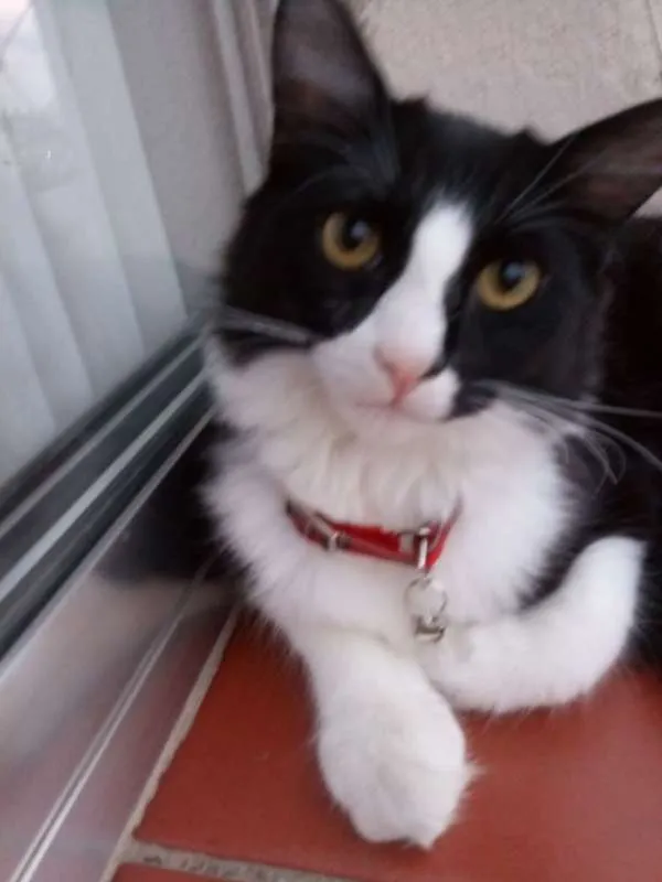 Gato ra a SRD idade 2 a 6 meses nome SAMUCA