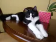 GATINHOS FILHOTES