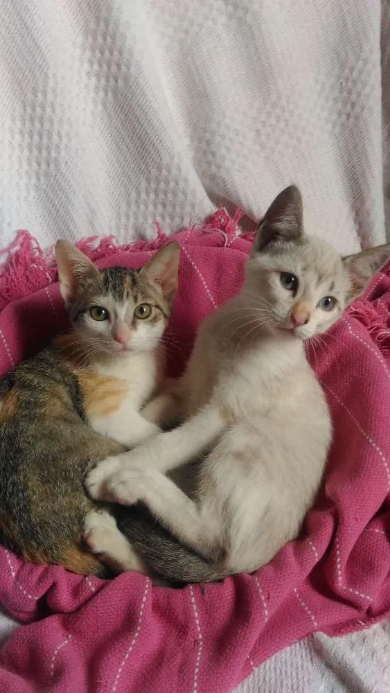 Gato ra a Mesticos idade 2 a 6 meses nome Filhotes