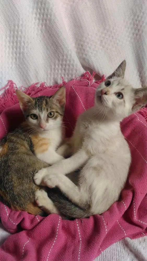 Gato ra a Mesticos idade 2 a 6 meses nome Filhotes