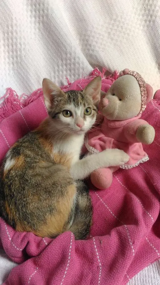 Gato ra a Mesticos idade 2 a 6 meses nome Filhotes