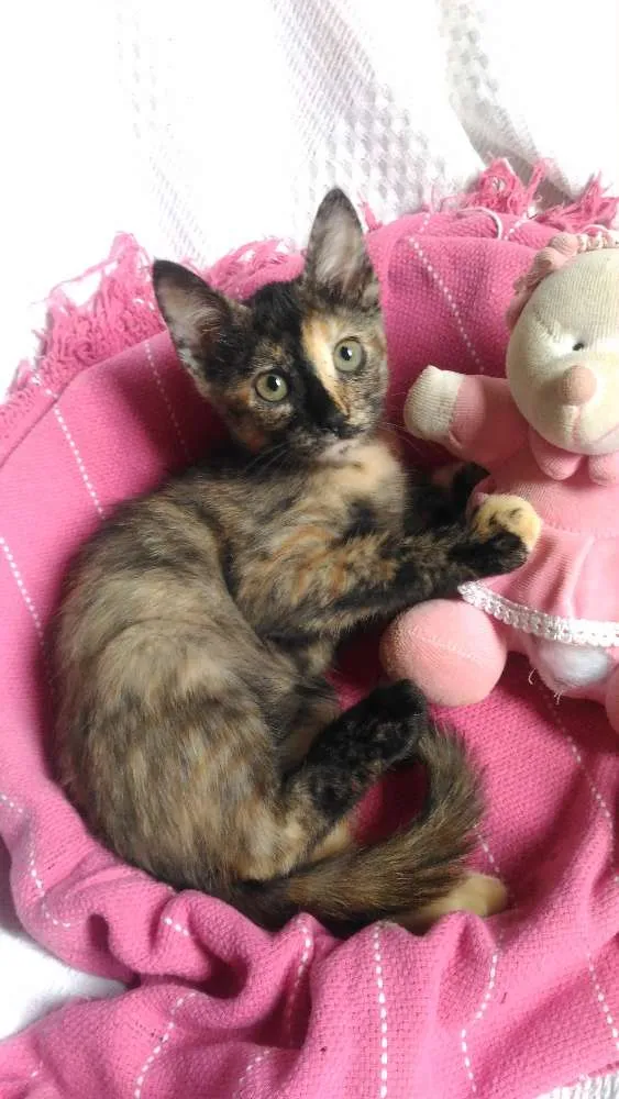 Gato ra a Mesticos idade 2 a 6 meses nome Filhotes