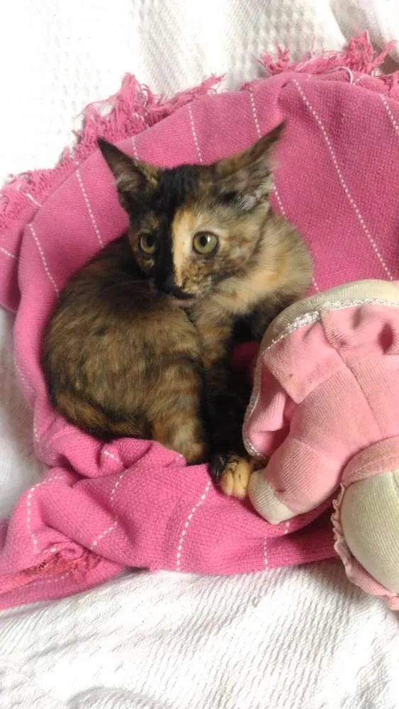 Gato ra a Mesticos idade 2 a 6 meses nome Filhotes
