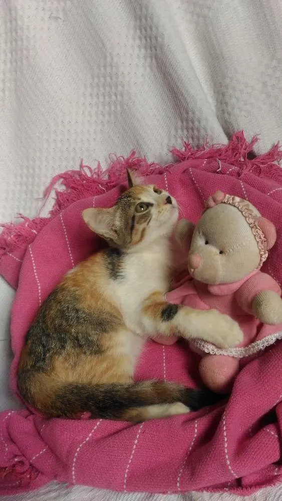 Gato ra a Mesticos idade 2 a 6 meses nome Filhotes