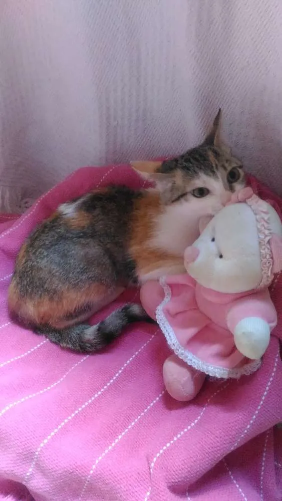 Gato ra a Mesticos idade 2 a 6 meses nome Filhotes