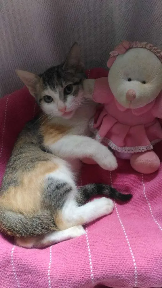 Gato ra a Mesticos idade 2 a 6 meses nome Filhotes