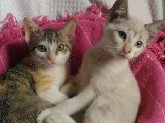 Gato ra a Mesticos idade 2 a 6 meses nome Filhotes