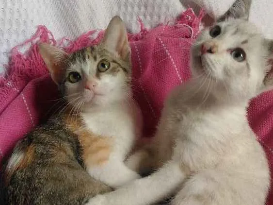 Gato ra a Mesticos idade 2 a 6 meses nome Filhotes