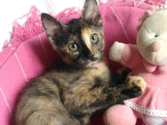 Gato ra a Mesticos idade 2 a 6 meses nome Filhotes