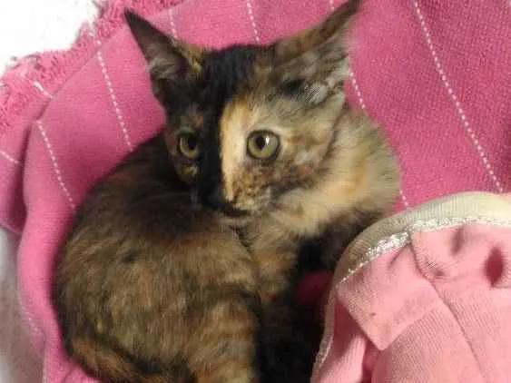 Gato ra a Mesticos idade 2 a 6 meses nome Filhotes