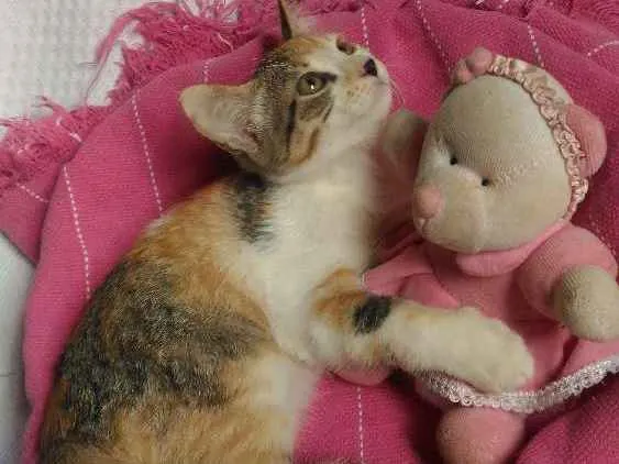 Gato ra a Mesticos idade 2 a 6 meses nome Filhotes