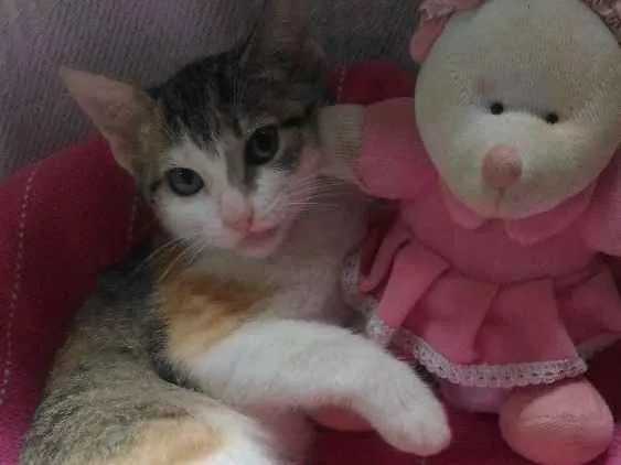 Gato ra a Mesticos idade 2 a 6 meses nome Filhotes