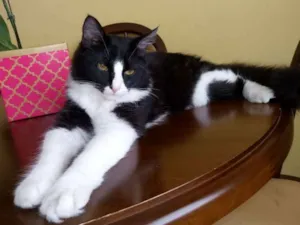 Gato raça SRD idade 2 a 6 meses nome GATINHOS FILHOTES